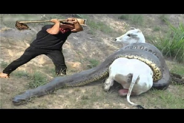 Humans protect Pregnant Cow when Giant Anaconda kills It !